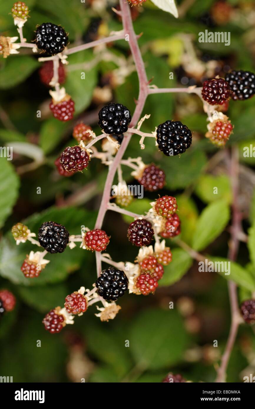 Blackberries, Rubus fruticosus, Spain Stock Photo Alamy