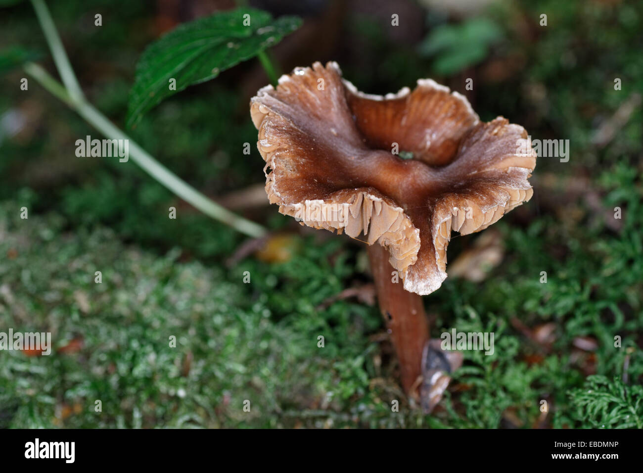 Cortinarius orellanus, , cortinar mushroom Stock Photo