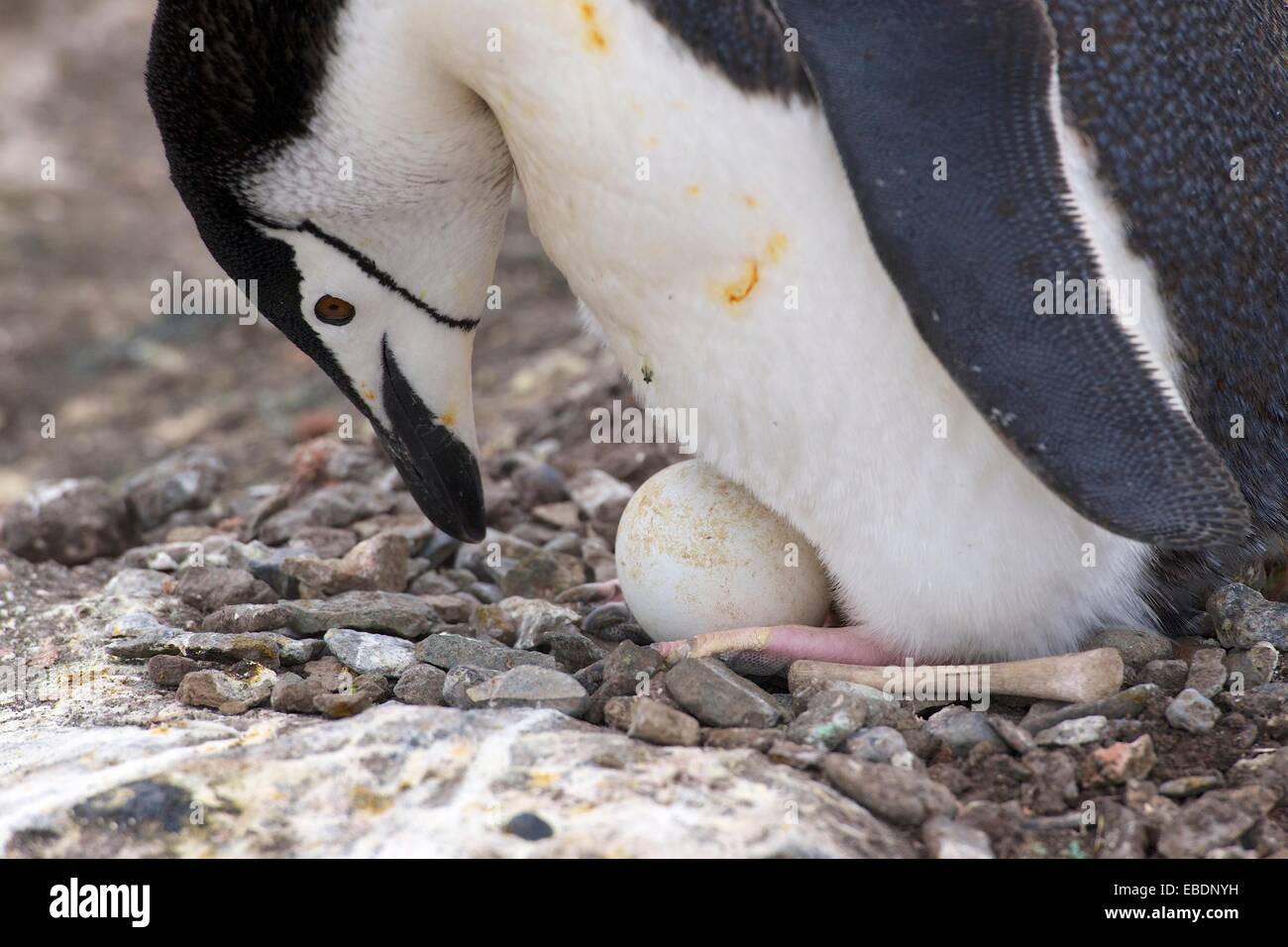 A chinstrap penguin Pygoscelis antarcticus tends its egg on a nest build of pebbles and bones at Aitcho Islands, Barrientos, Stock Photo