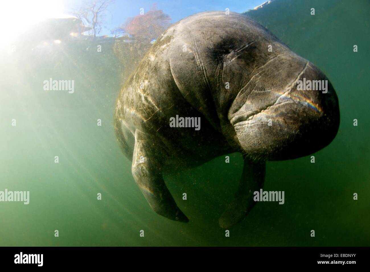 West Indian Manatee: Filmed on location at Crystal River National Wildlife Refuge, Crystal River, Florida courtesy of the U S Stock Photo