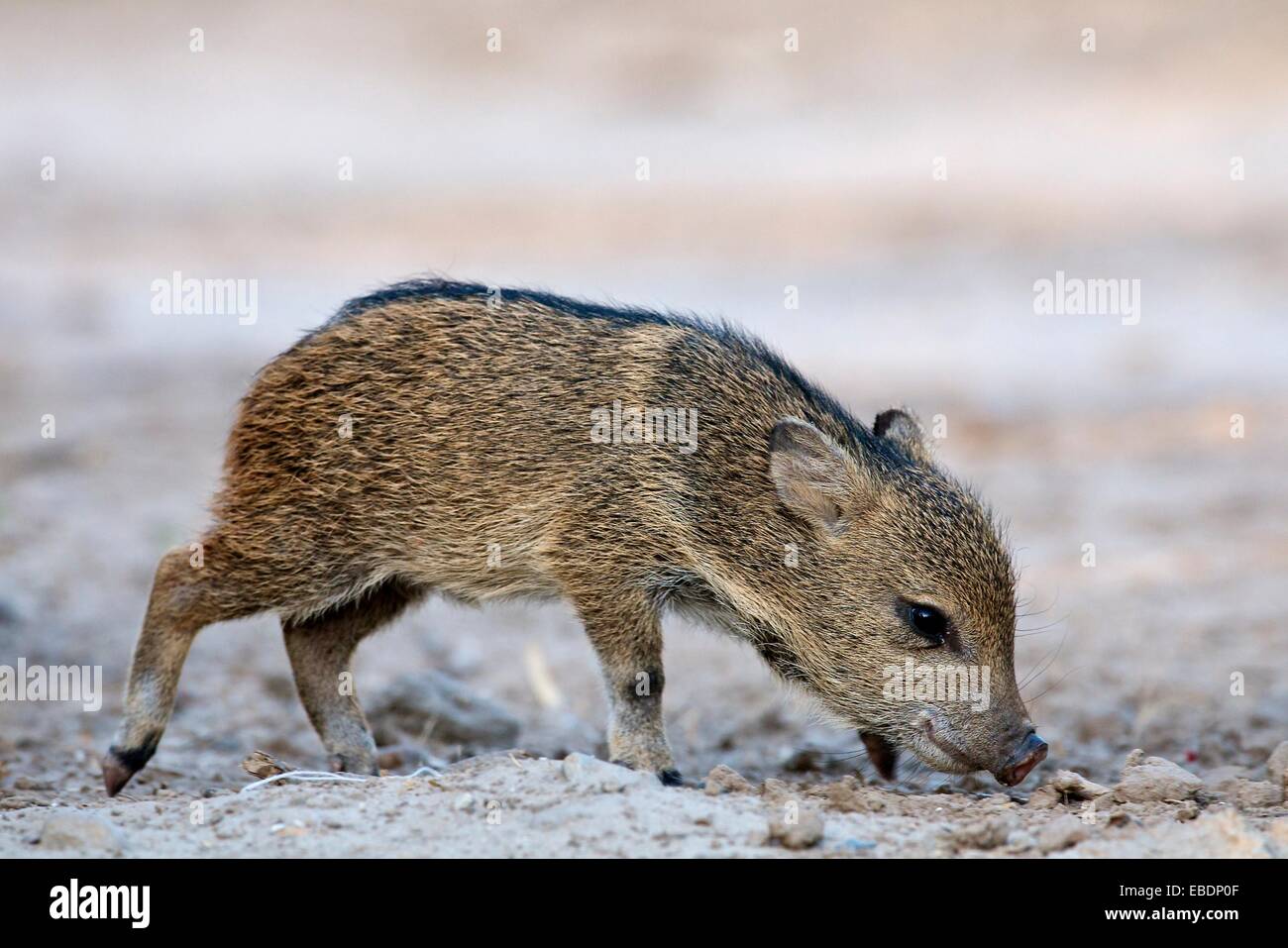 A baby javelina in Texas Stock Photo Alamy