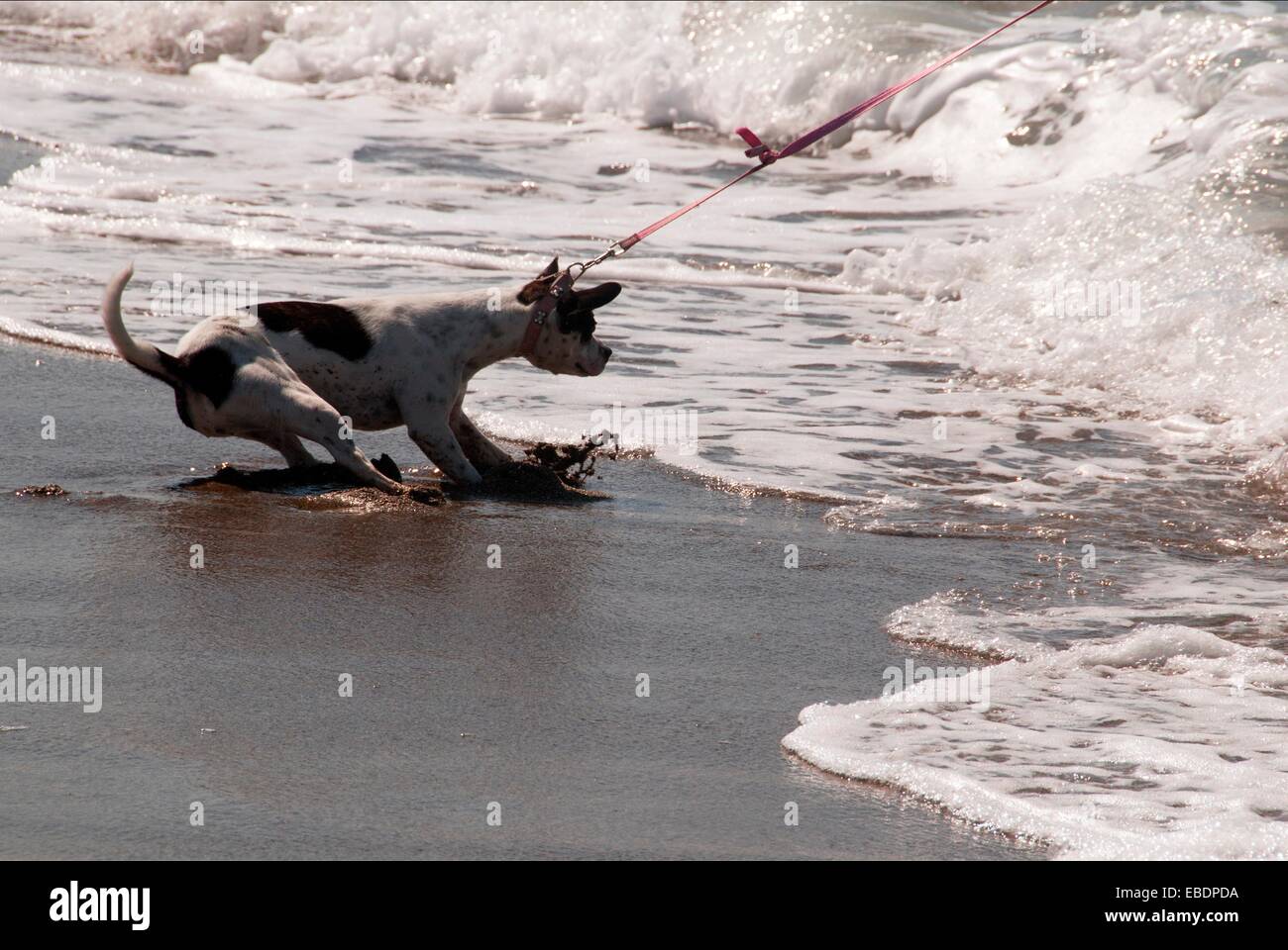 dog afraid of water on the beach forced by his owner to enter the water