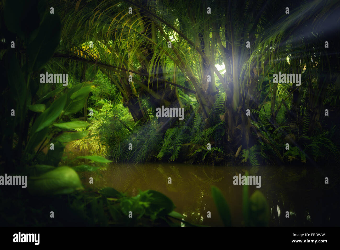 color view of nice color misty tropical jungle Stock Photo - Alamy