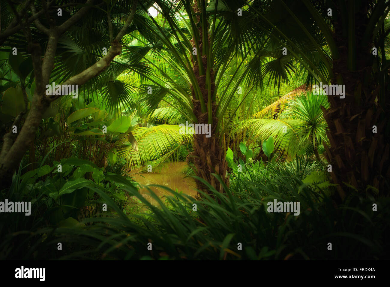 color view of nice color misty tropical jungle Stock Photo - Alamy