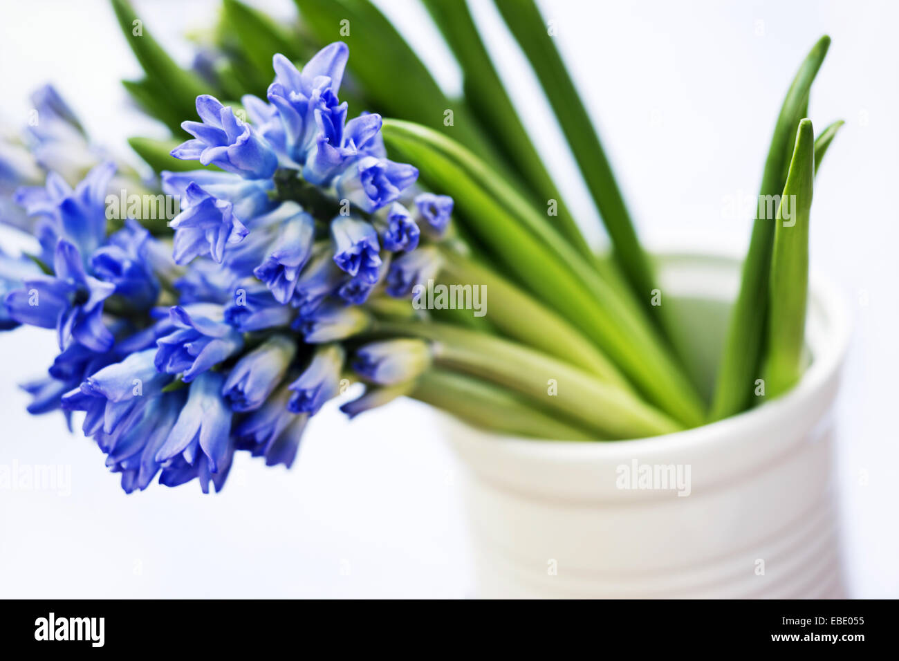 Cut flower blue Hyacinths in ceramic container. Stock Photo
