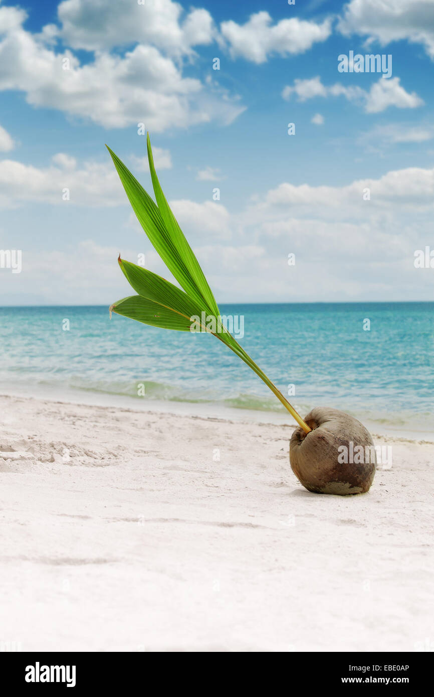 close up view of big coconut sprout on the beach Stock Photo - Alamy