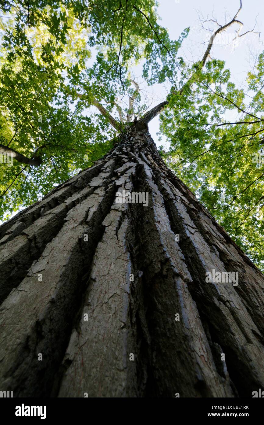 Massive eastern cottonwood tree. Thatcher Woods Forest Preserve, Cook County, Illinois. Stock Photo