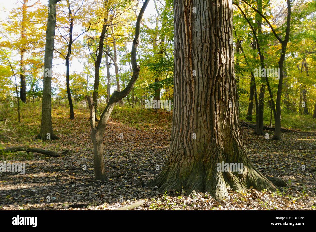 Massive eastern cottonwood tree trunk. Thatcher Woods Forest Preserve