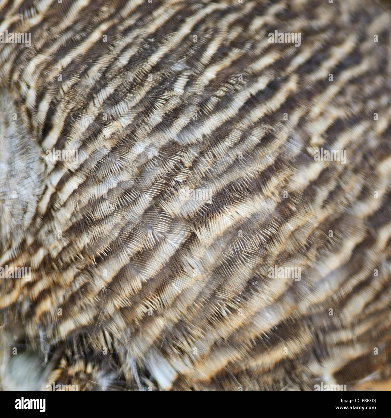 Barred brown feathers hi-res stock photography and images - Alamy