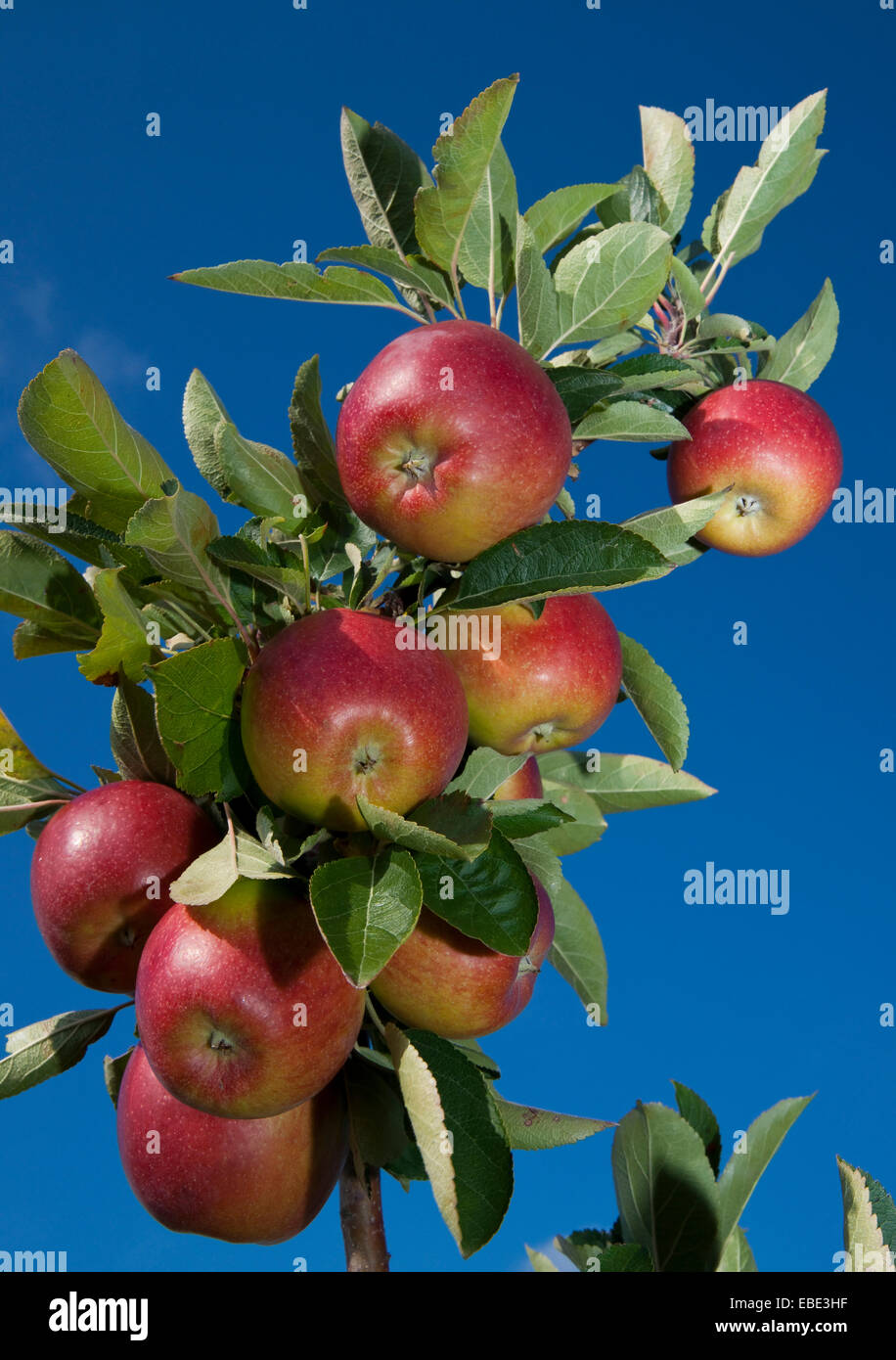 Close-up of red apples hanging from apple tree, Germany Stock Photo