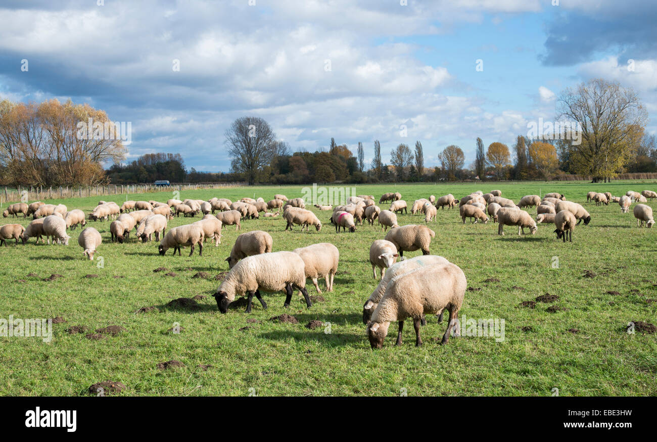Scenic view of sheep grazing in pasture, Edenkoben, Rhineland-Palatinate, Germany Stock Photo