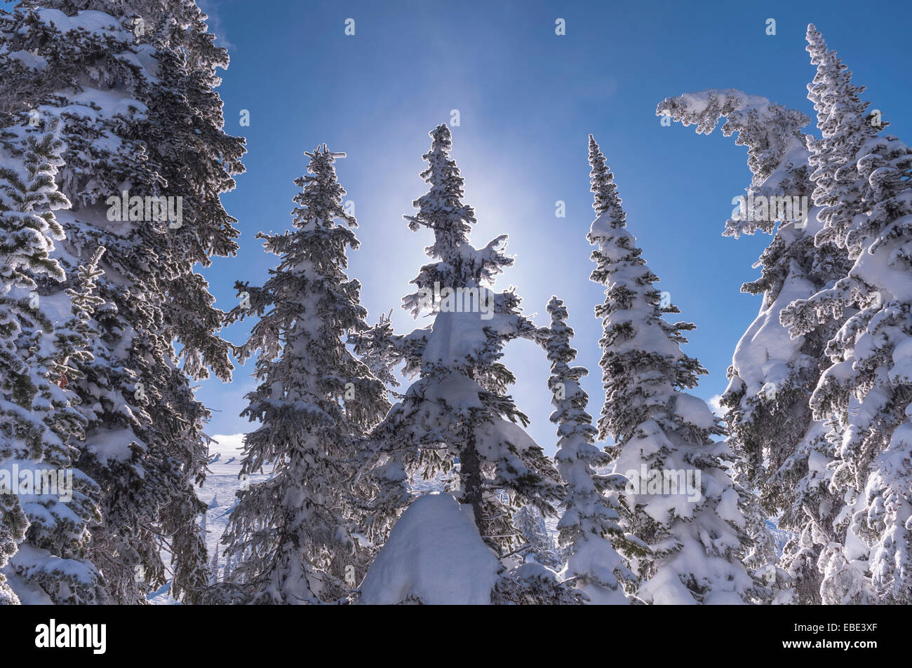 Evergreen trees snow close up hi-res stock photography and images - Alamy