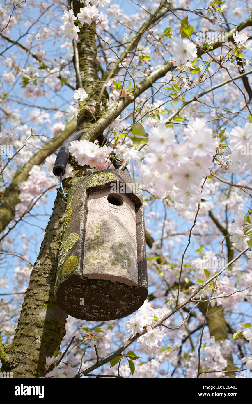 Bird House Hanging in Tree with Cherrry Blossoms, Hamburg, Germany Stock Photo