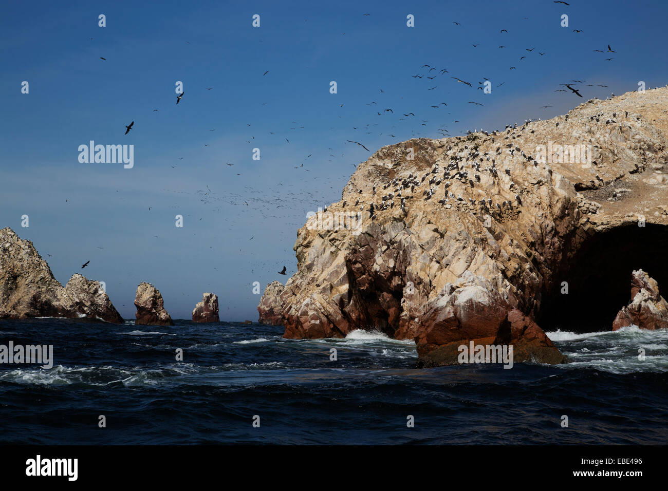 Birds at Wildlife Sactuary on Ballestas Islands, Paracas, Pisco Province, Peru Stock Photo