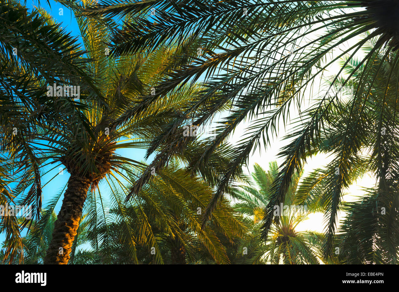 Palm Trees at Sunrise, Dubai, United Arab Emirates Stock Photo Alamy