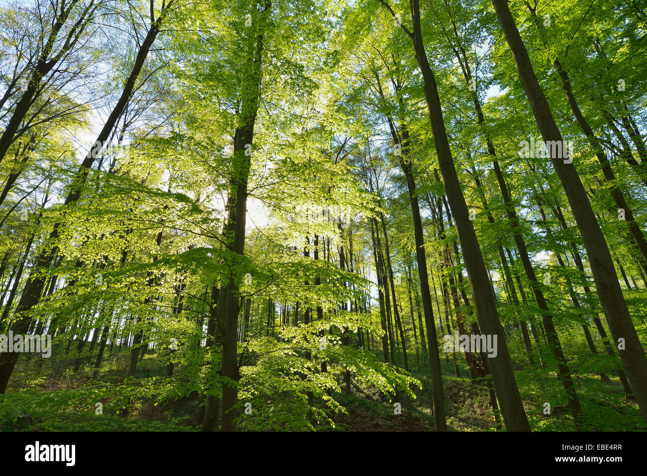 Trees In Germany European Beech Trees (Fagus sylvatica) in Spring, Odenwald, Hesse ...