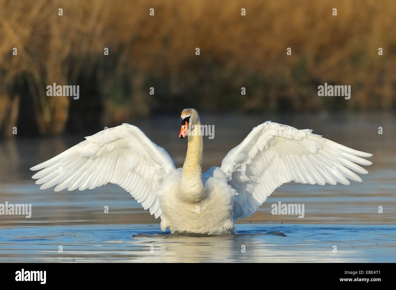 Whole swan hi-res stock photography and images - Alamy