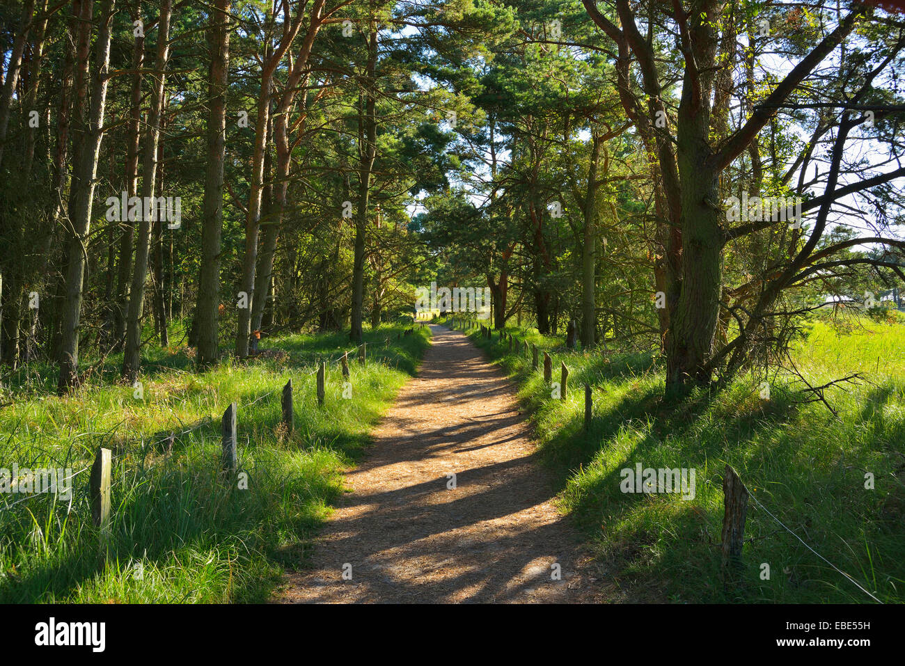 Forest Path in Summer, Darsser Ort, Prerow, Darss, Fischland-Darss-Zingst, Baltic Sea, Western Pomerania, Germany Stock Photo