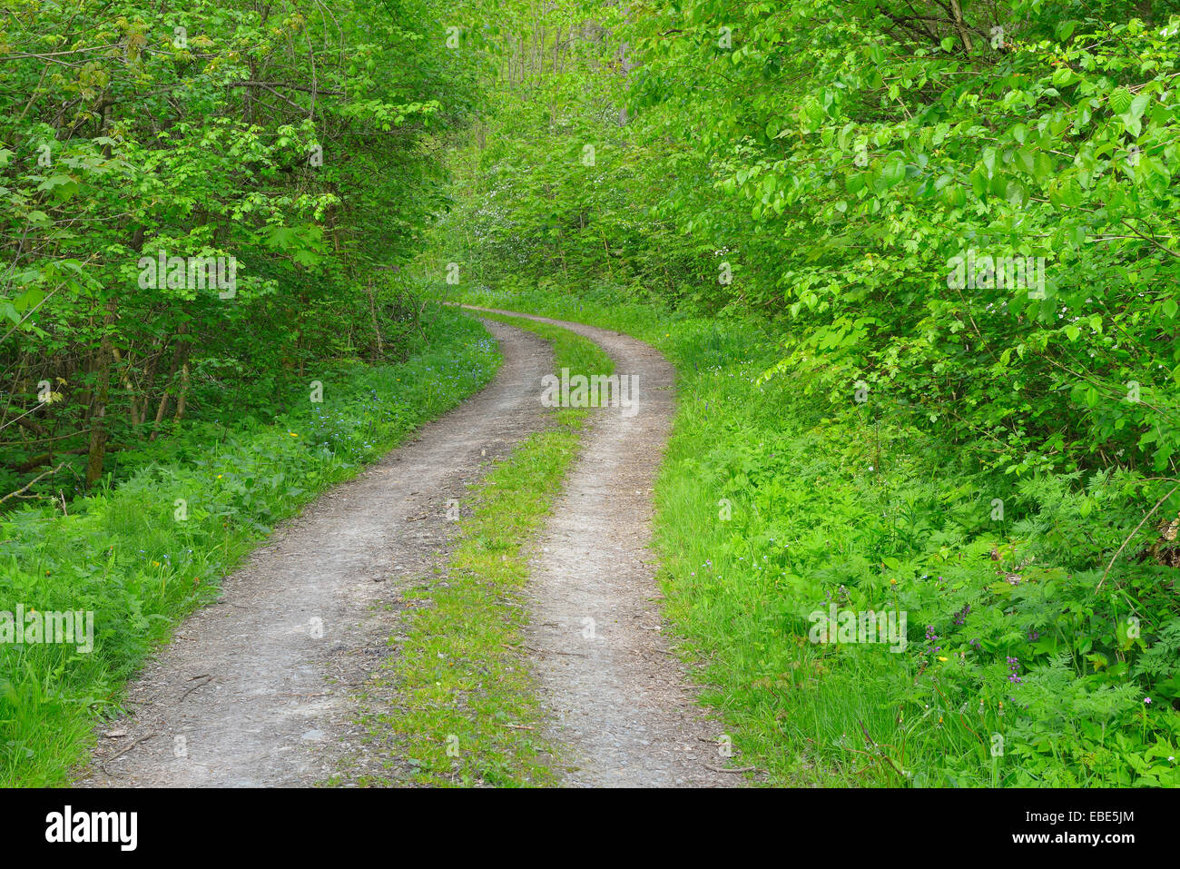 Path through Forest, Hainich National Park, Thuringia, Germany, Europe Stock Photo