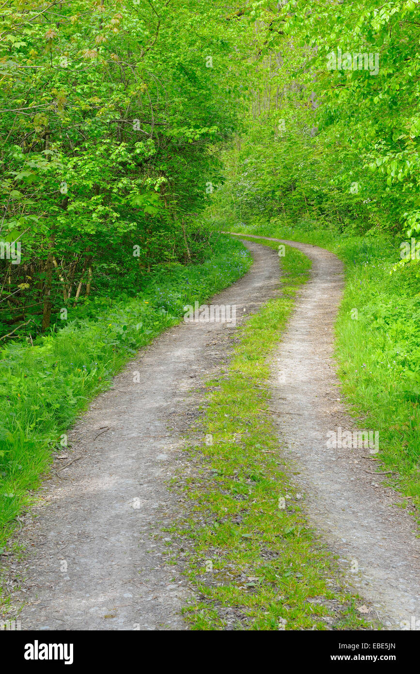 Path through Forest, Hainich National Park, Thuringia, Germany, Europe Stock Photo