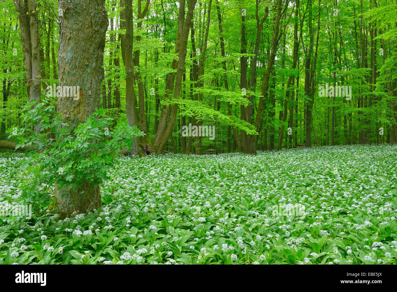 European Beech Forest (Fagus sylvatica) with Ramson (Allium ursinum), Hainich National Park, Thuringia, Germany, Europe Stock Photo