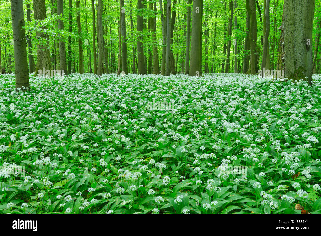 European Beech Forest (Fagus sylvatica) with Ramson (Allium ursinum), Hainich National Park, Thuringia, Germany, Europe Stock Photo