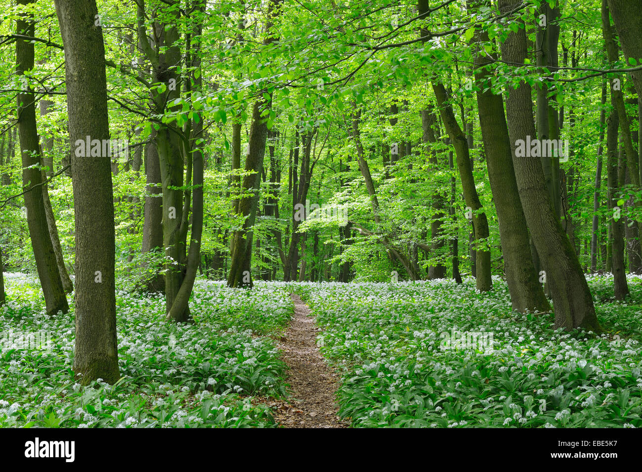 Path in European Beech Forest (Fagus sylvatica) with Ramson (Allium ursinum), Hainich National Park, Thuringia, Germany Stock Photo