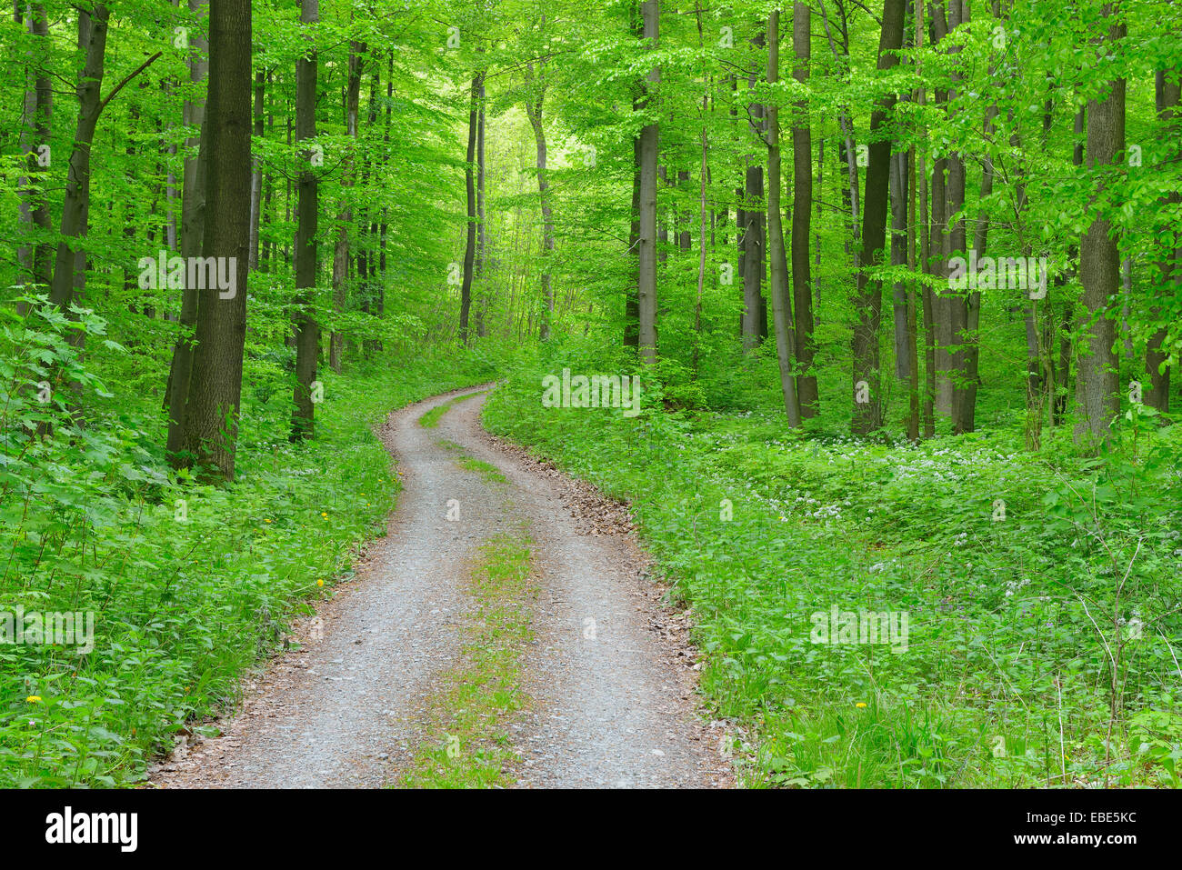 Path through Beech Forest, Hainich National Park, Thuringia, Germany, Europe Stock Photo