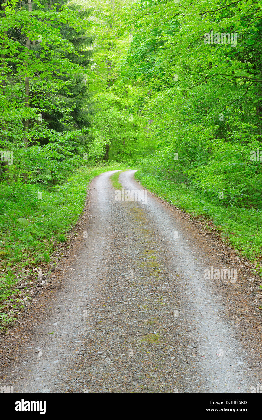 Road through Beech Forest, Hainich National Park, Thuringia, Germany, Europe Stock Photo