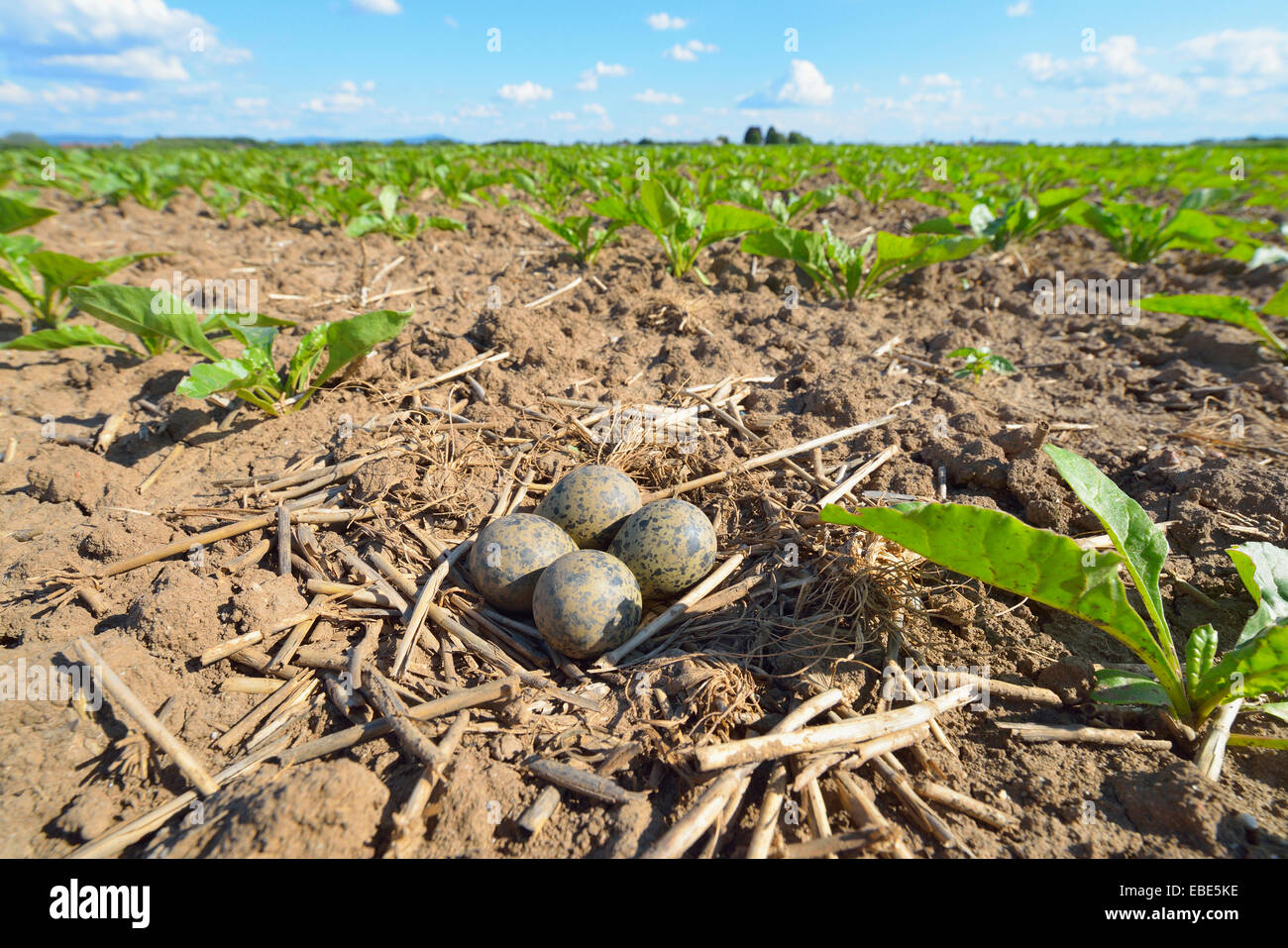 Nest with Eggs of a Lapwing (Vanellus vanellus) in sugar beet field in springtime, Hesse, Germany, Europe Stock Photo