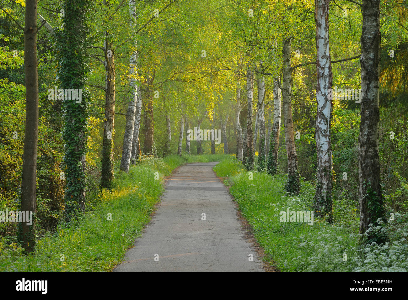 Path in the Morning, Spring, Mondfeld, Mainfranken, Franconia, Baden Wurttemberg, Germany Stock Photo