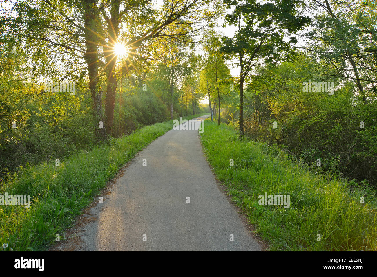 Path in the Morning with Sun, Spring, Mondfeld, Mainfranken, Franconia, Baden Wurttemberg, Germany Stock Photo