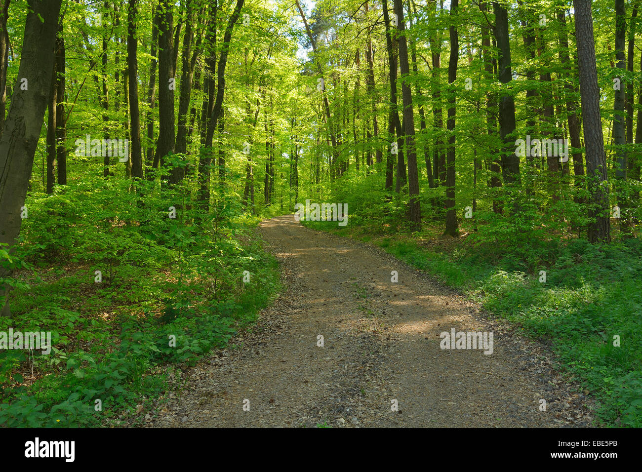 Forest Path in the Spring, Eichelsbach, Spessart, Franconia, Bavaria, Germany Stock Photo