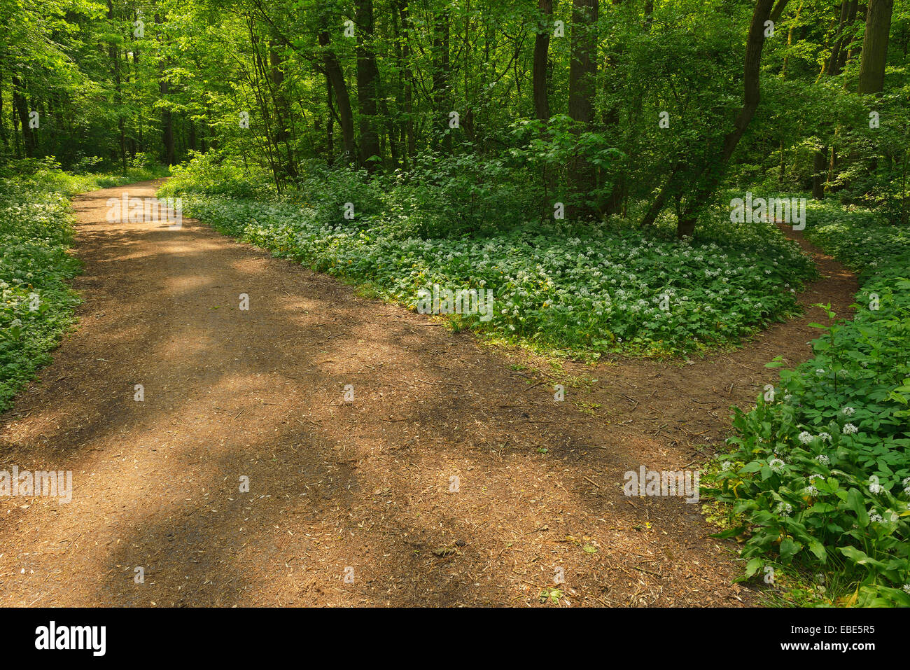 Forked Path with Blooming Wild Garlic, Spring, Bulau, Erlensee, Hanau, Hesse, Germany Stock Photo