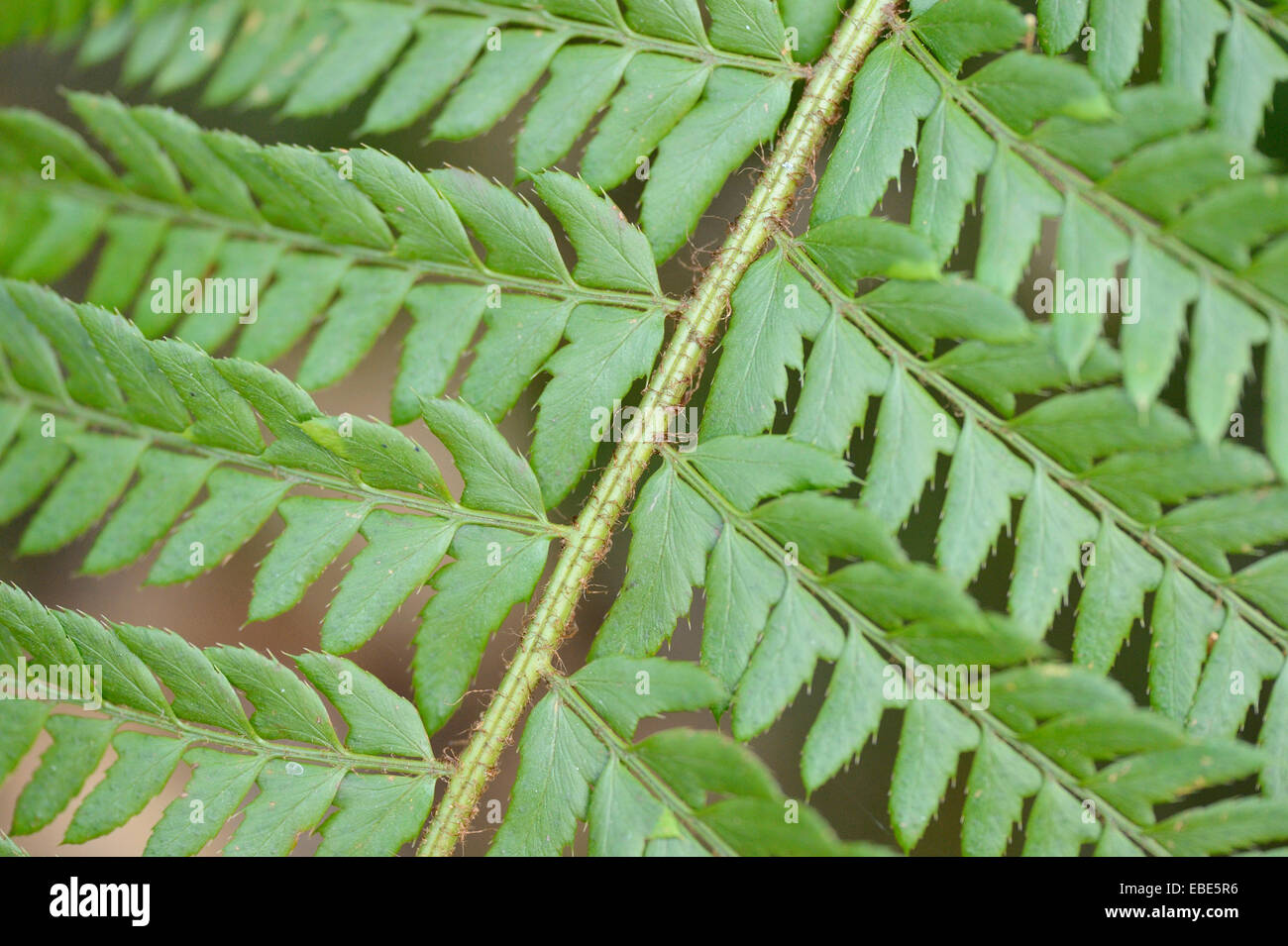 Detail of a male fern (Dryopteris filix-mas) leaf in spring, Styria, Austria Stock Photo