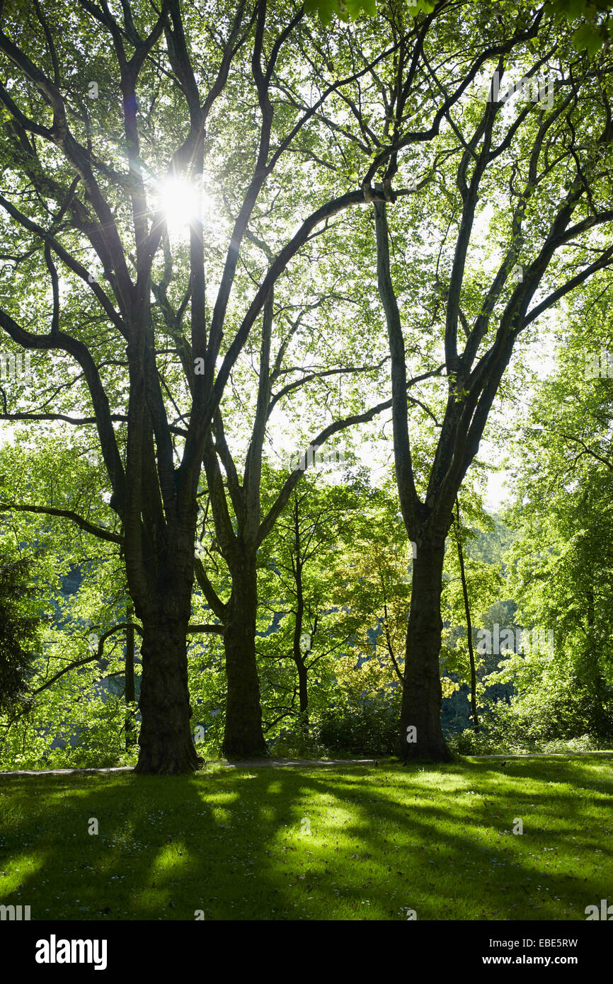 Sunshine sunlight sunny glaring bright hi-res stock photography and ...
