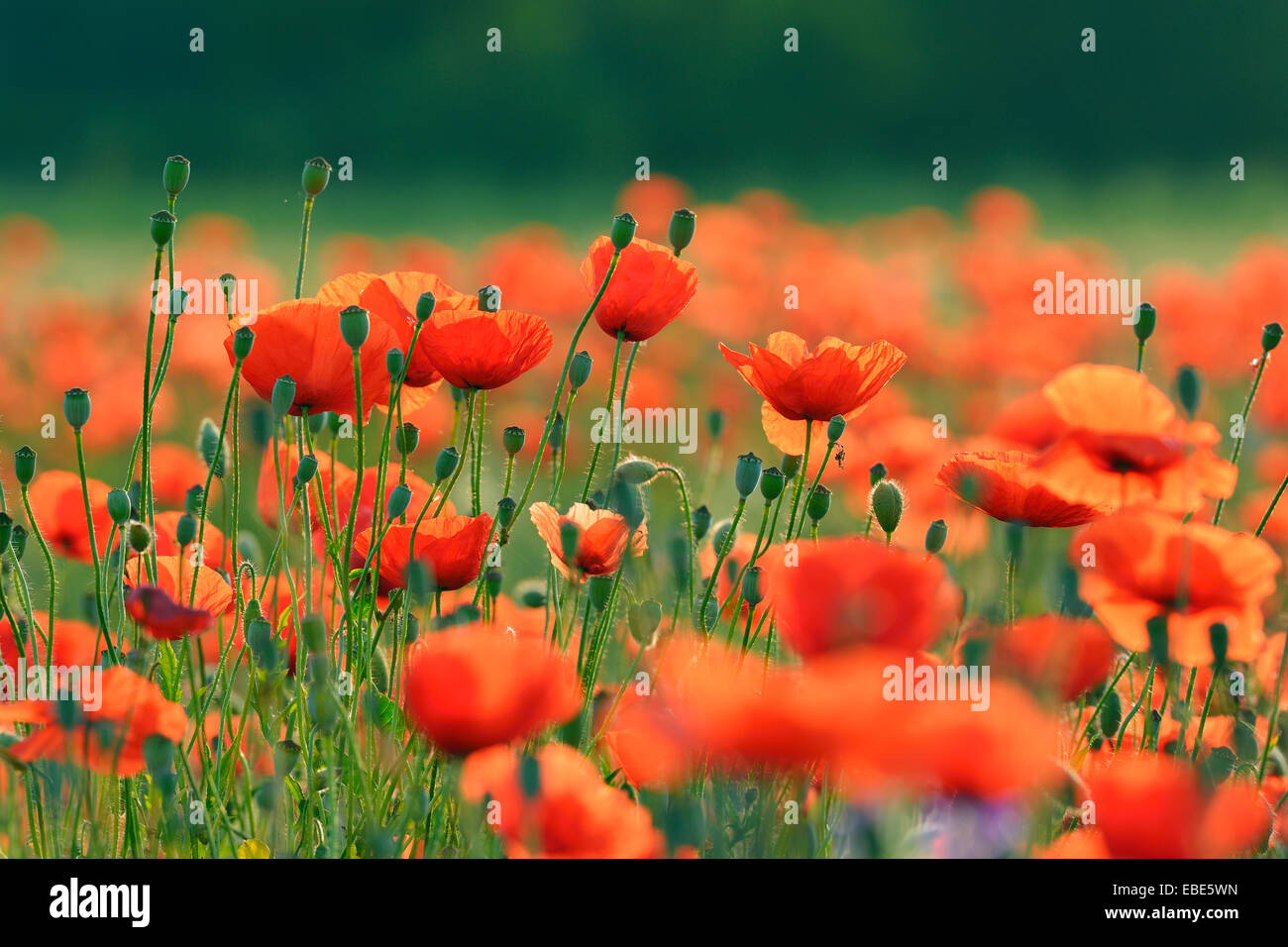 Field with Red Poppies (Papaver rhoeas), Pfungstadt, Hesse, Germany, Europe Stock Photo