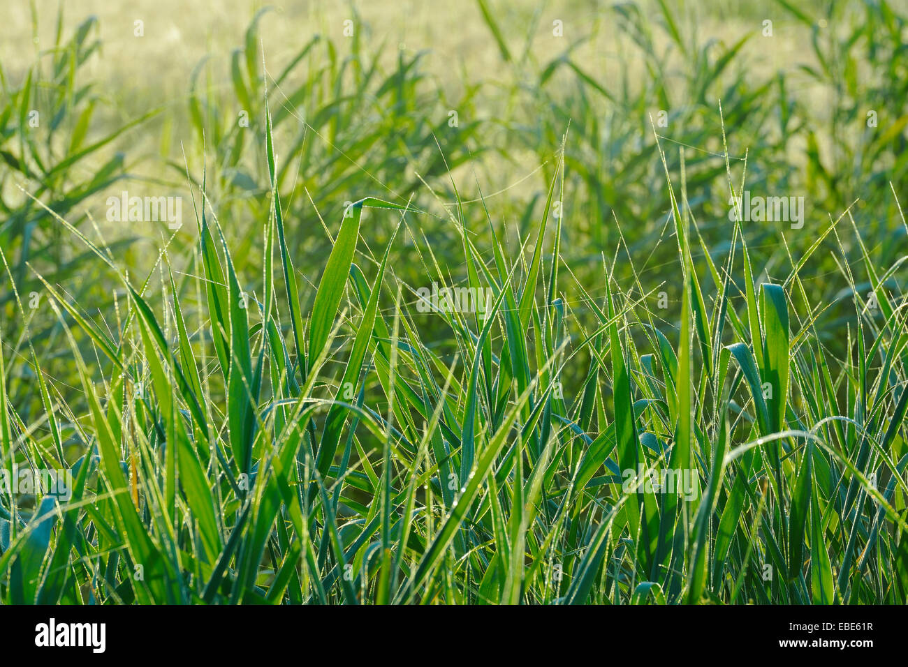 Reeds in Morning Light, Fischland-Darss-Zingst, Mecklenburg-Western Pomerania, Germany Stock Photo