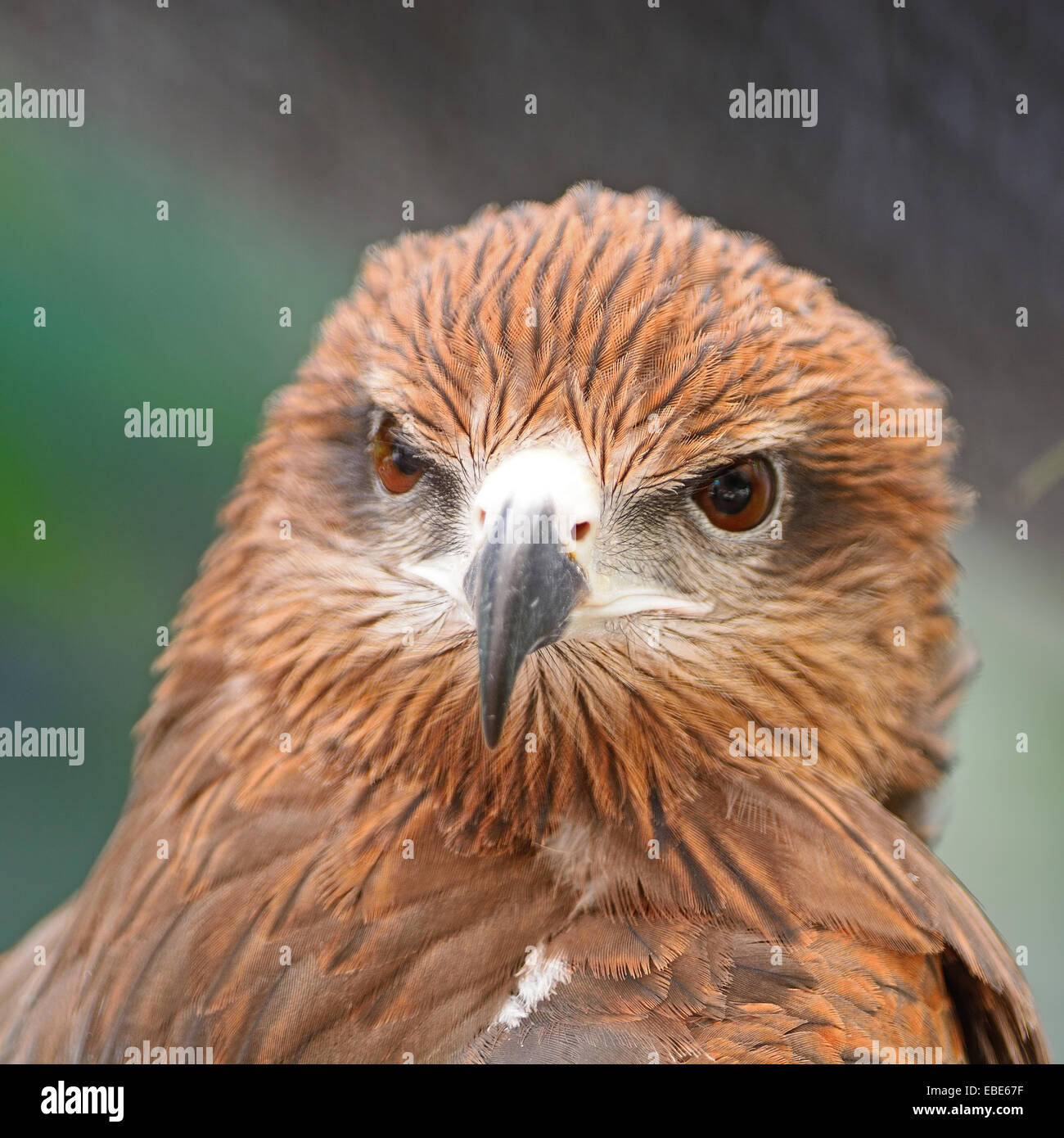 Brown bird, Black Kite (Milvus migrans), face profile Stock Photo