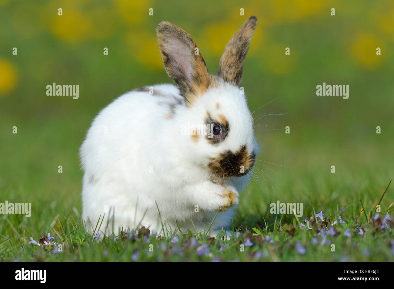 Baby Rabbit Sitting in Flower Meadow in Spring, Bavaria, Germany Stock ...