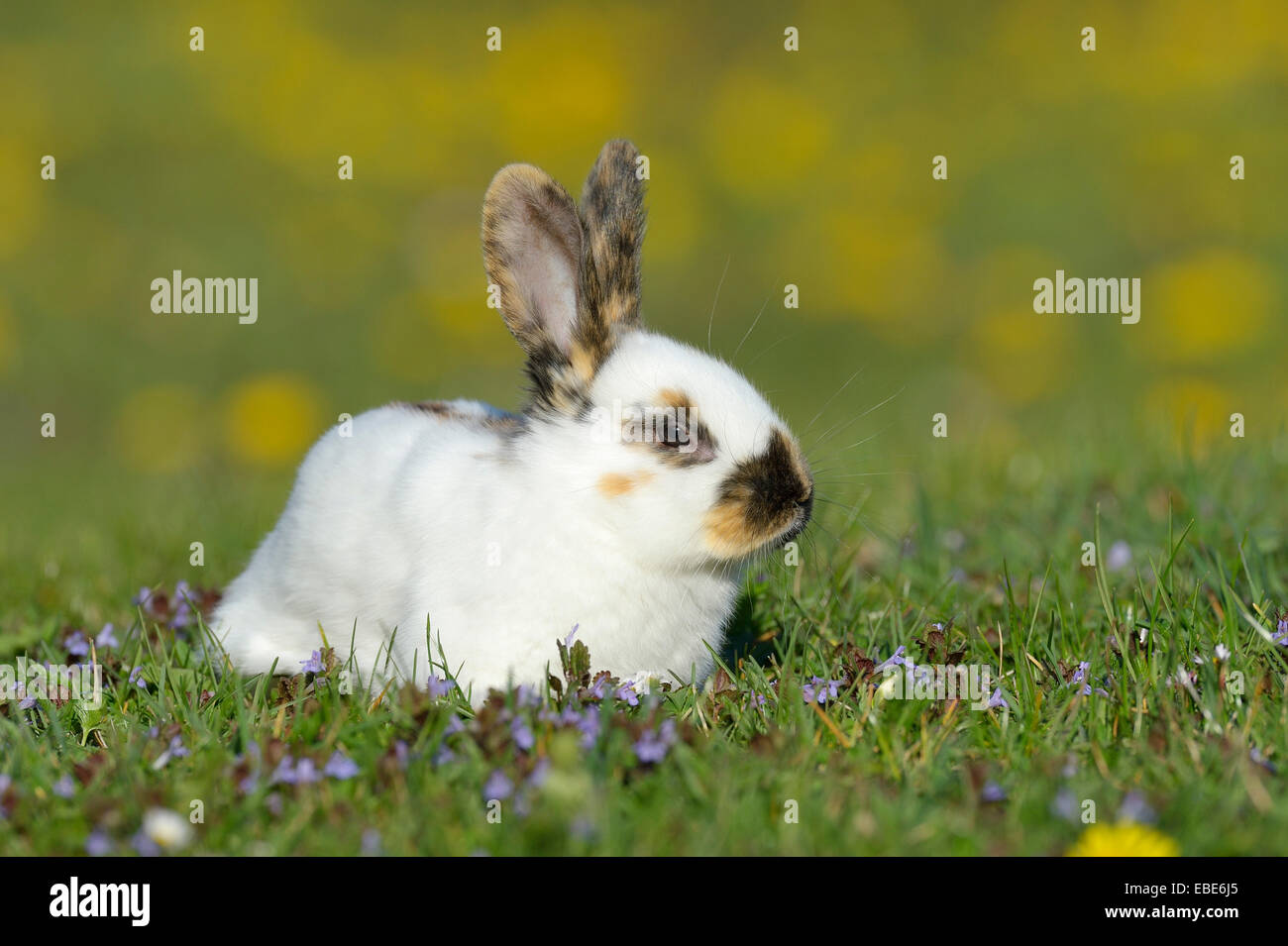 Baby Rabbit in Flower Meadow in Spring, Bavaria, Germany Stock Photo ...