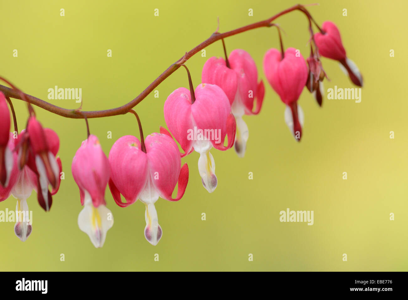 Close-up of Bleeding Heart (Lamprocapnos spectabilis) Blossoms in Garden in Spring, Styria, Austria Stock Photo
