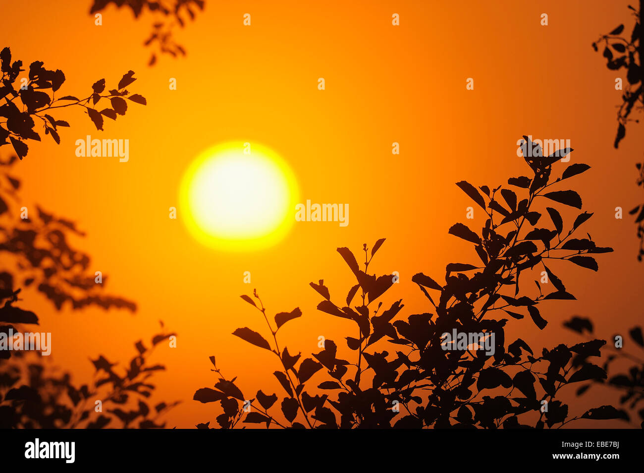 Silhouette of Branches at Sunrise, Hesse, Germany Stock Photo