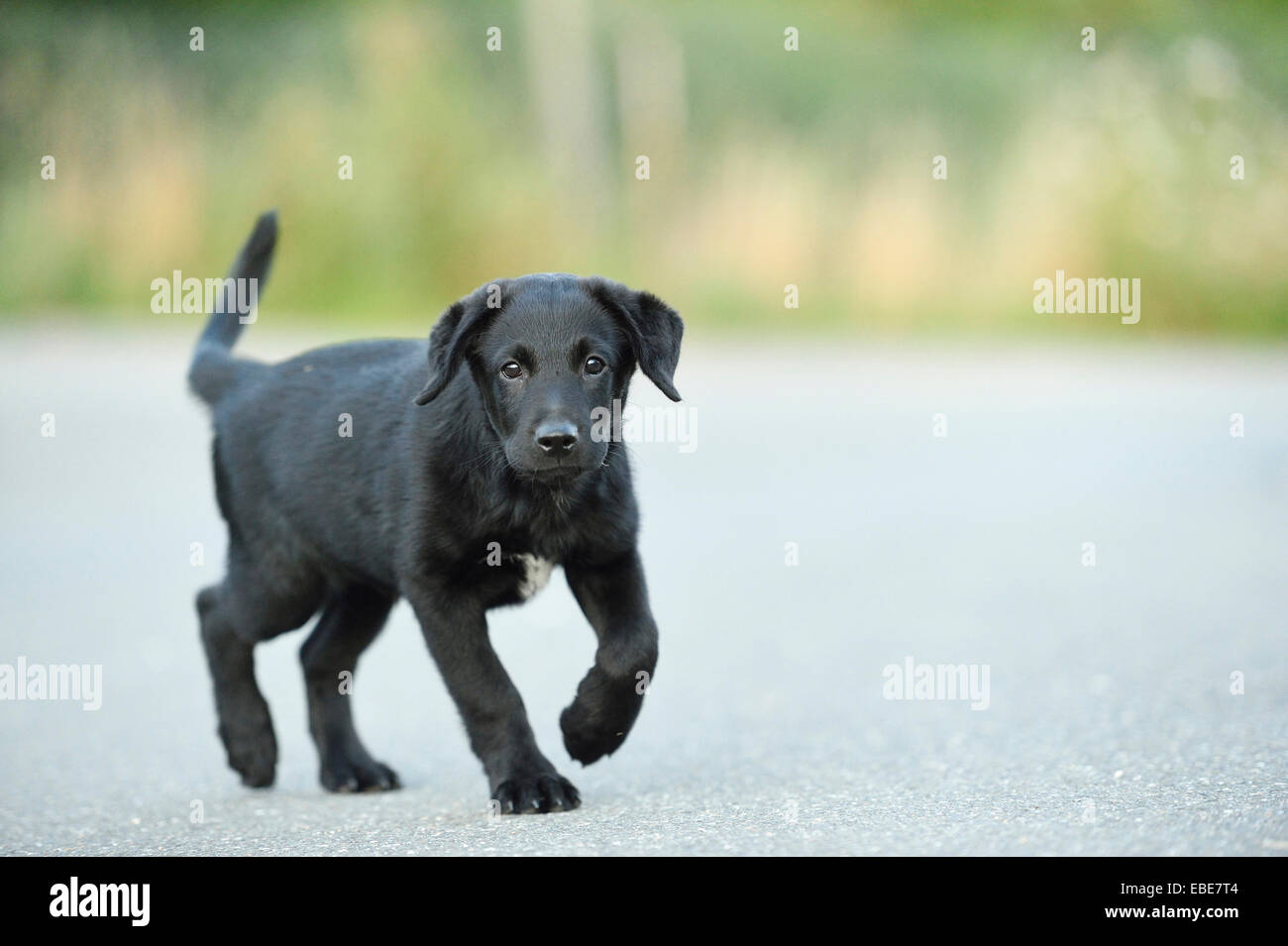 Mixed Black Labrador Retriever on a street in summer Upper