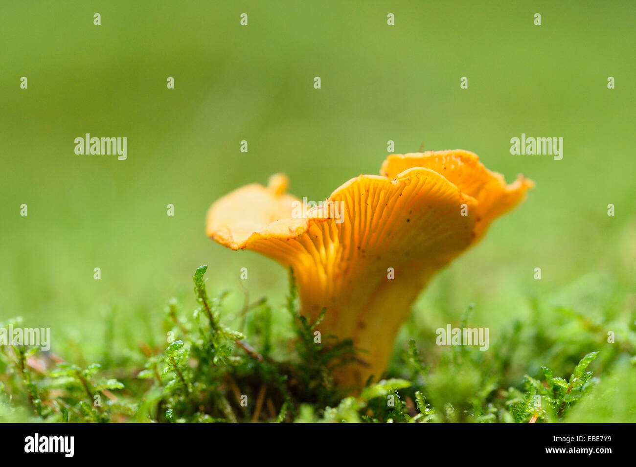 Golden chanterelle (Cantharellus cibarius) growing out of the moss in