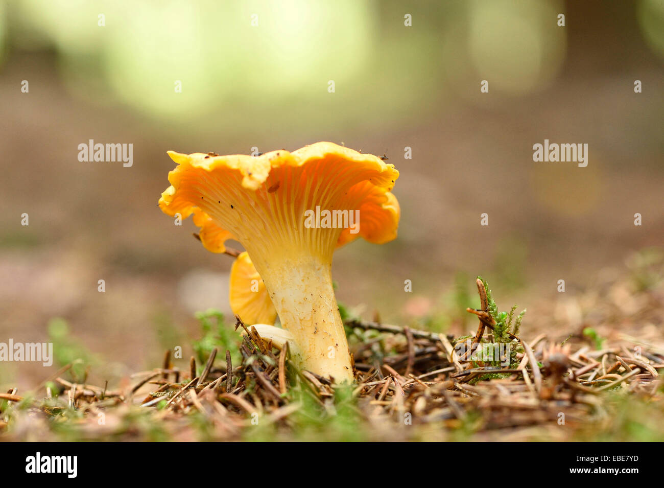 Golden chanterelle (Cantharellus cibarius) growing out of the moss in