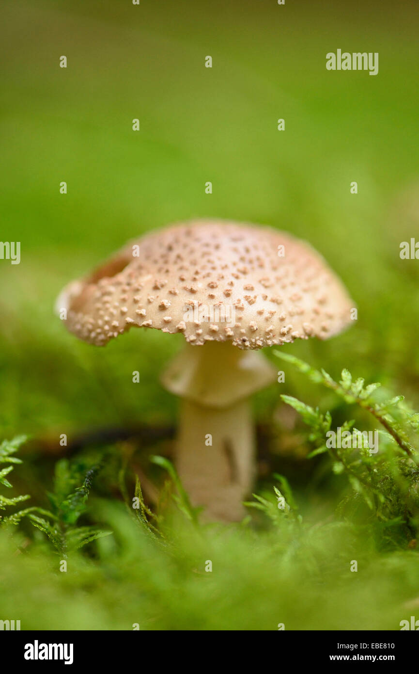 Close-up of a Blusher (Amanita rubescens or Amanita novinupta) on Forest Floor in Autumn, Upper palatinate, Bavaria, Germany Stock Photo
