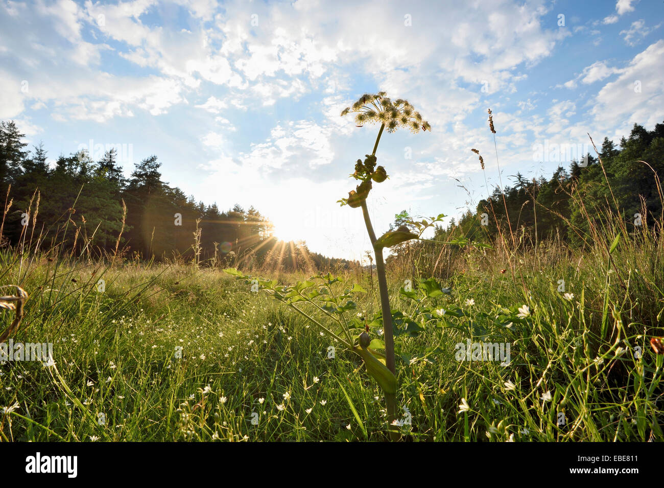 Landscpae with Peucedanum cervaria Blossom in Meadow in Early Summer, Bavaria, Germany Stock Photo