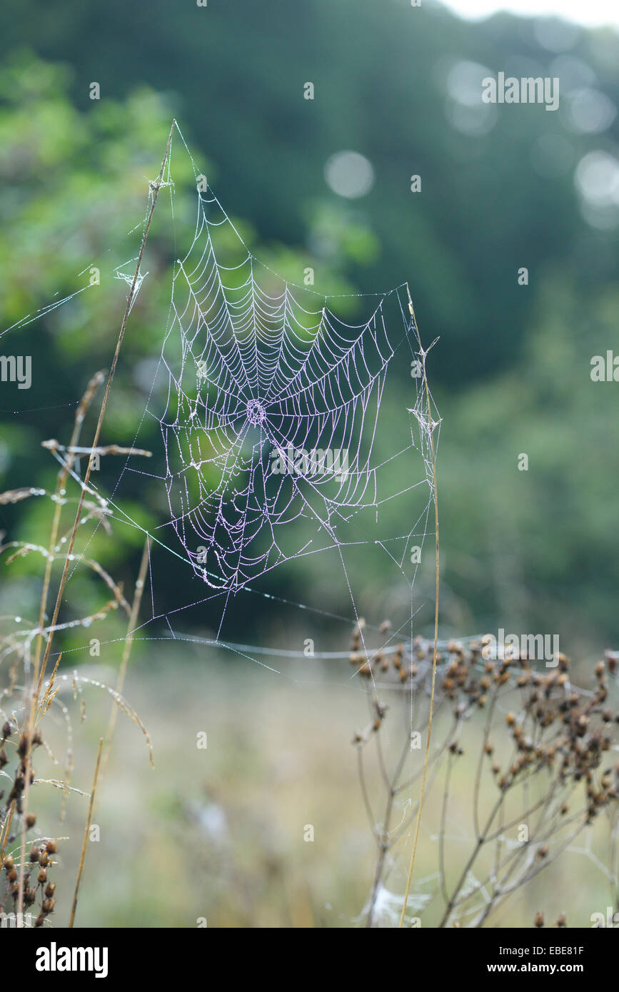 Close-up of Spiderweb with Dew in Morning in Meadow in Early Summer, Bavaria, Germany Stock Photo