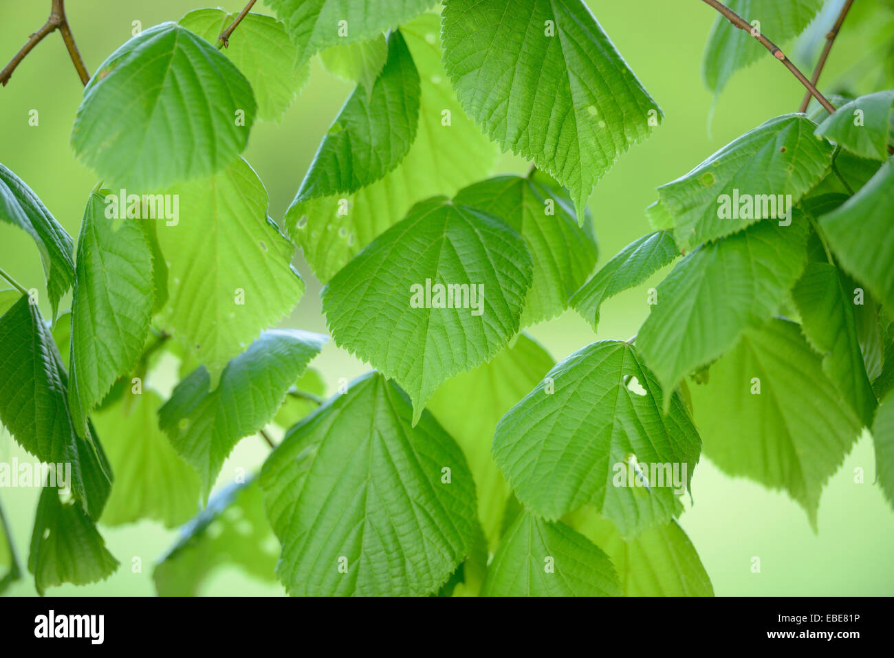Close-up of Silver Lime (Tilia tomentosa) Leaves in Forest in Spring, Bavaria, Germany Stock Photo